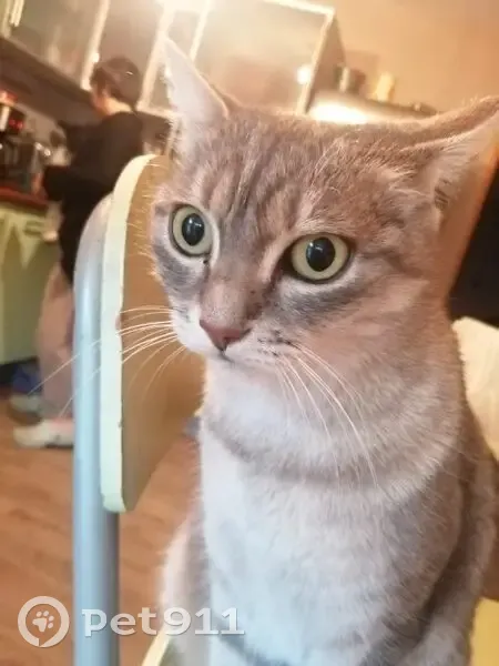 Chatte 5 ans disparue à Cavaillon - photo