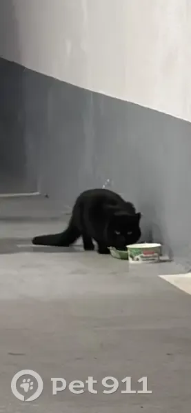 Chat trouvé dans parking à Colombes - photo