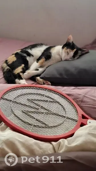 Chatte tricolore perdue au Lamentin - photo