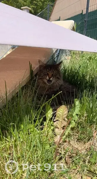 Chat européen disparu à Bry-sur-Marne - photo