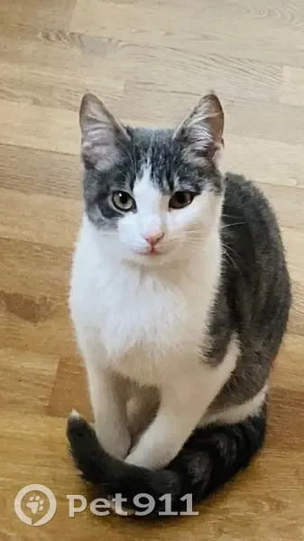 Chat gris et blanc perdu à Meursault - photo