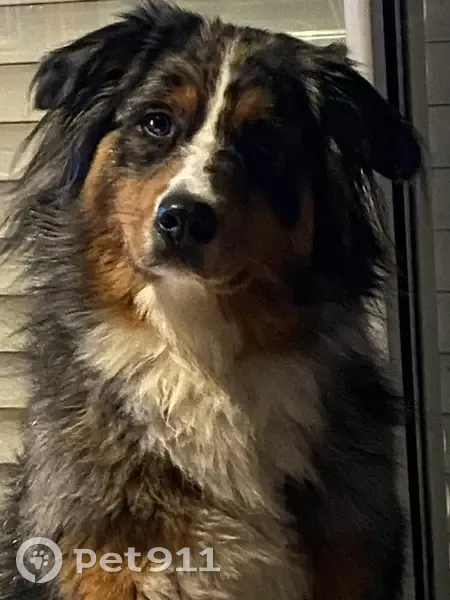 Berger australien bleu merle perdu à Landéan - photo