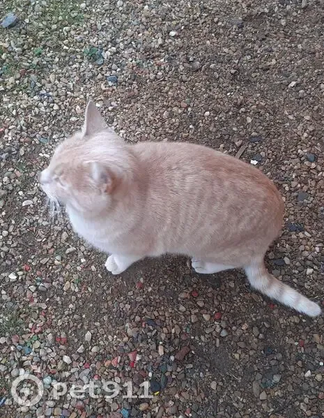 Chat mâle roux clair trouvé à Cercié - photo