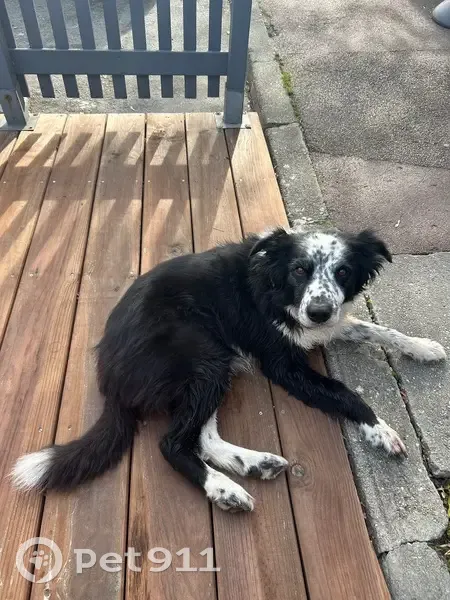 Chien perdu à Plestan : 