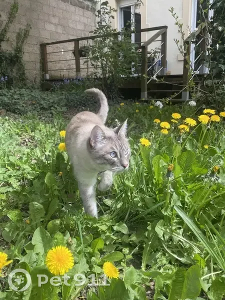 Chatte siamoise perdue à Nancy - photo