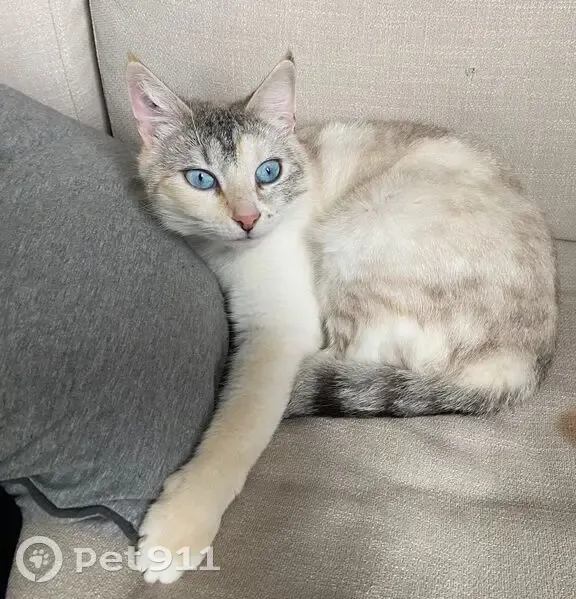 Queenie, chat blanc/gris/noir disparu lundi - photo