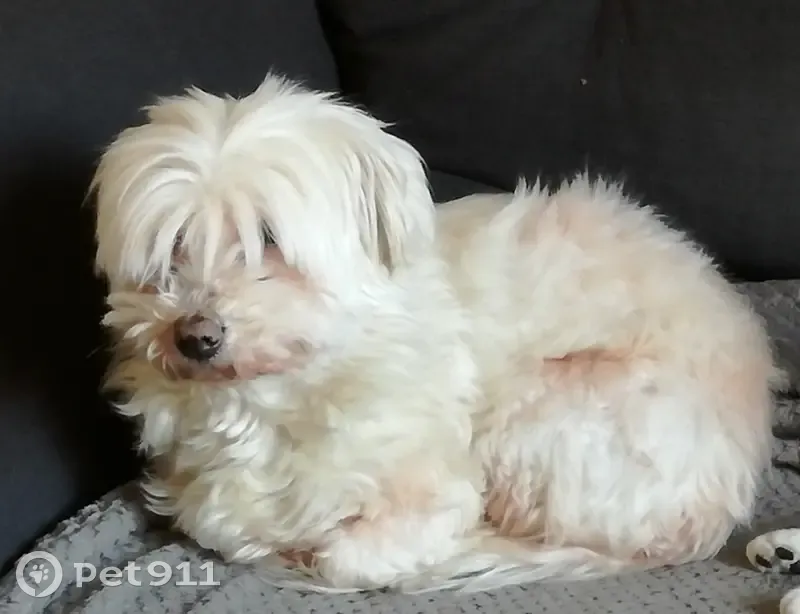 Chienne âgée disparue à Lamballe - photo