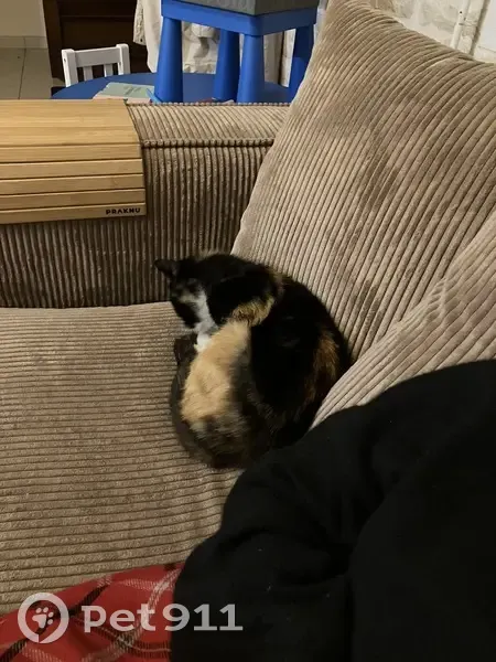 Chatte écaille trouvée à Vains - photo