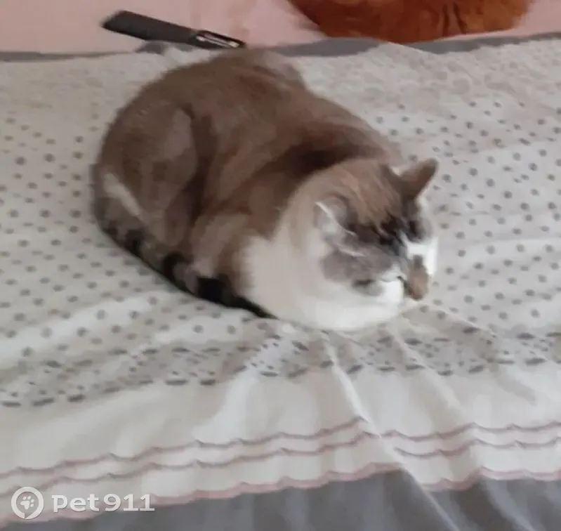 Chat perdu, mâle, blanc gris, Roubaix - photo
