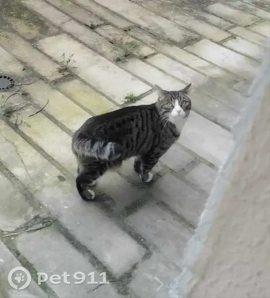 Chat perdu à Courbevoie, Rue Charcot - photo
