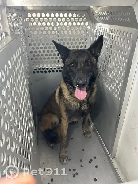 Malinois errant trouvé à Portet-sur-Garonne - photo