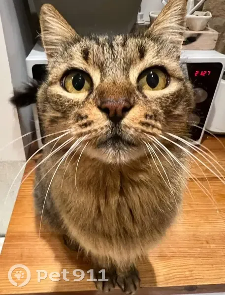 Chatte âgée perdue entre Opio et Valbonne - photo