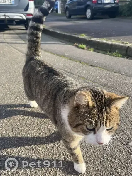 Chat blanc trouvé, collier, rue d'Auvergne - photo