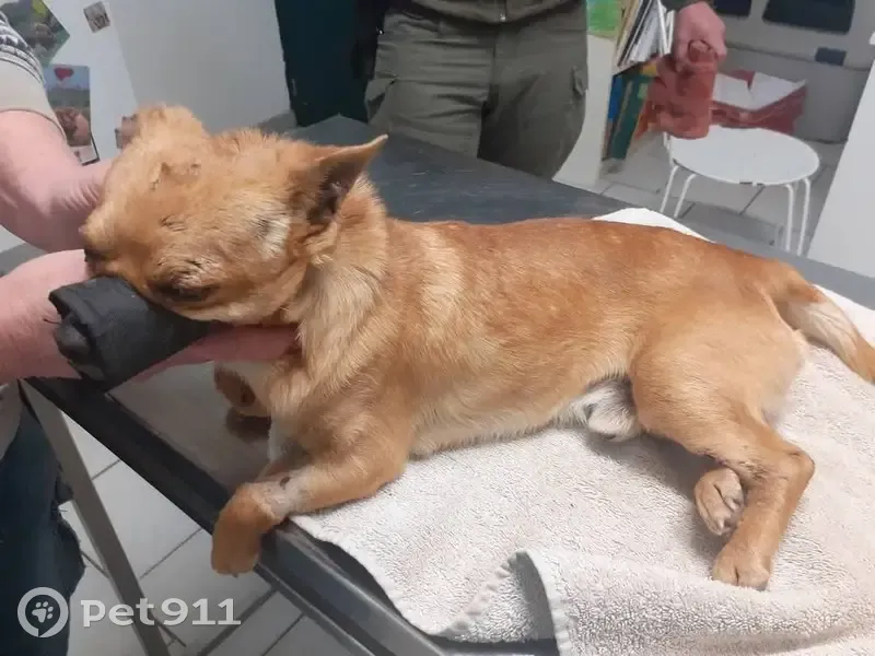 Chihuahua mâle blessé trouvé aux Saintes-Maries - photo