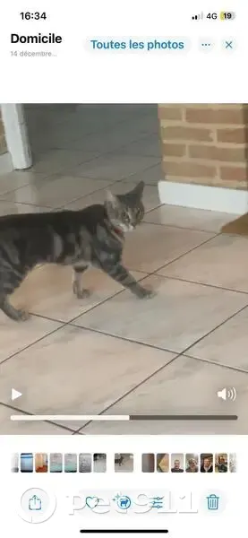 Chatte grise disparue à Lapugnoy - photo
