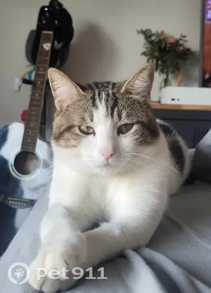 Chat mâle non castré disparu à St-Chamas - photo