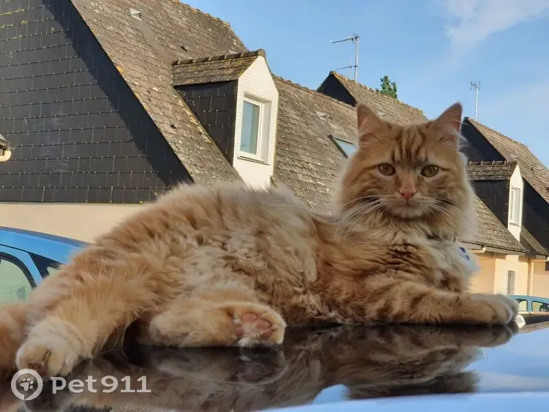 Rafa, chat roux perdu à Meslay-du-Maine - photo