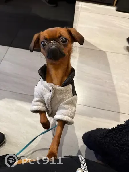 Chien perdu : Bernie, femelle 11 mois, pucée - photo