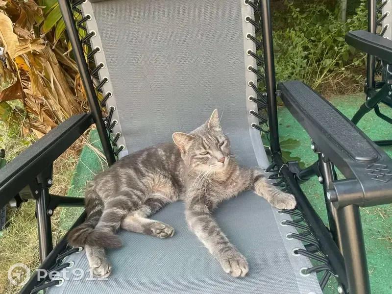 Chat gris tigré perdu à Bourg-en-Bresse - photo