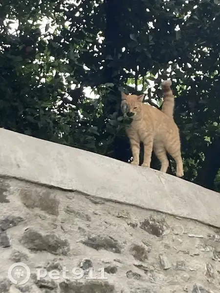Chat européen disparu à Nantes - photo