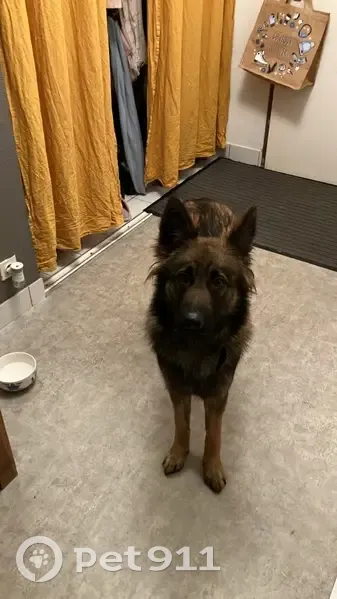 Chien type berger trouvé à Montoir - photo
