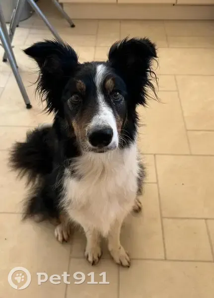 Chien perdu: Border Collie tricouleur - photo