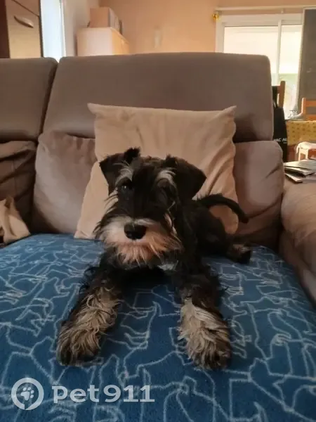 Schnauzer nain noir perdu à Nice - photo
