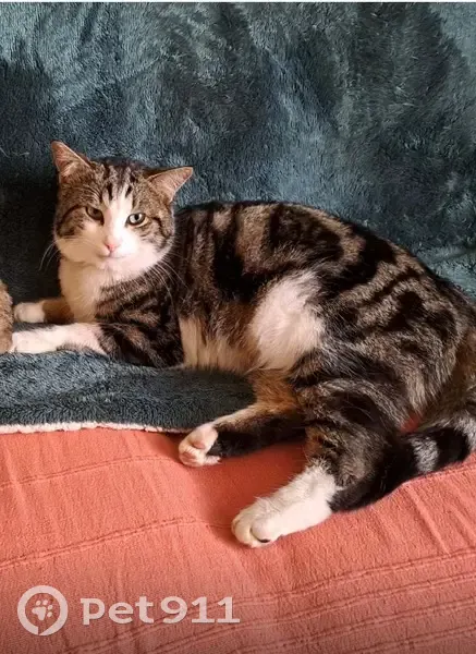 Chat tigré mâle perdu à Pérouse - photo