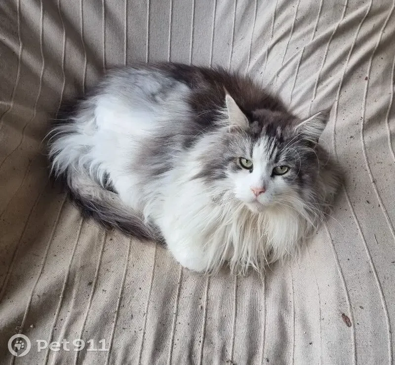 Maine Coon perdu, craintif à Puéchoursi - photo