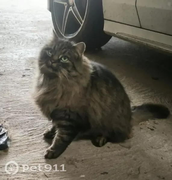 Chatte câline trouvée à Marieulles - photo