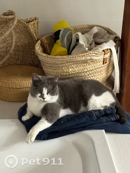 Chat femelle câline trouvée à Strasbourg - photo
