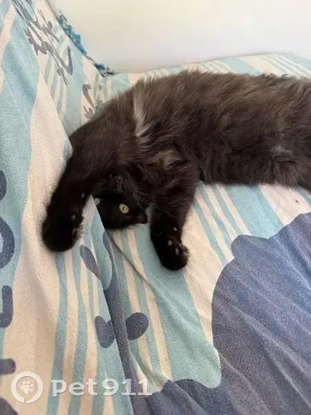 Chat noir perdu à Aubagne depuis le 10/01 - photo