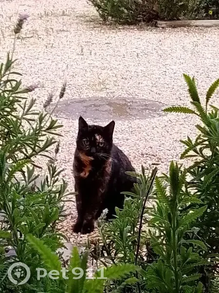 Chat écaille peureux trouvé à St-Cyprien - photo