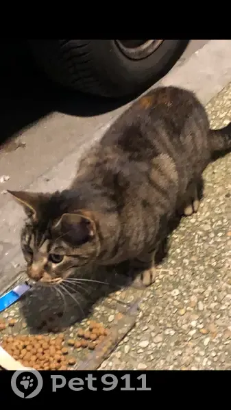 Chatte trouvée à Romainville (93) - photo