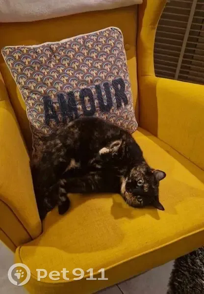 Chatte disparue à Saint-Ouën-des-Toits - photo