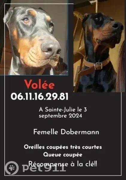 Doberman femelle perdue à Sainte-Julie - photo