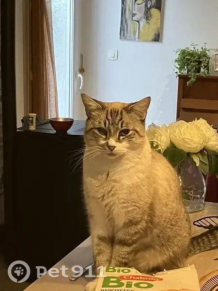 Casper, chat castré disparu à Frontignan - photo