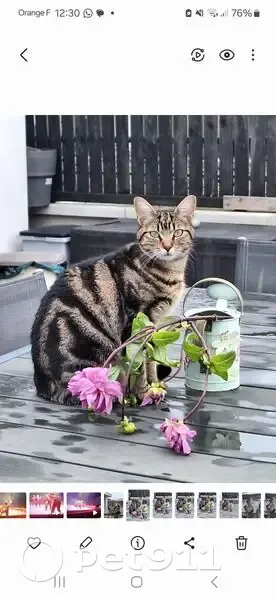 Chatte tigrée disparue à Beaumont-sur-Oise - photo