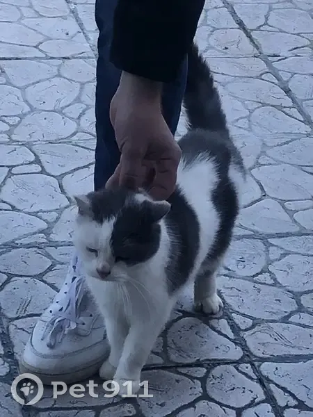 Chat femelle gris/blanc trouvé à Emmerin - photo