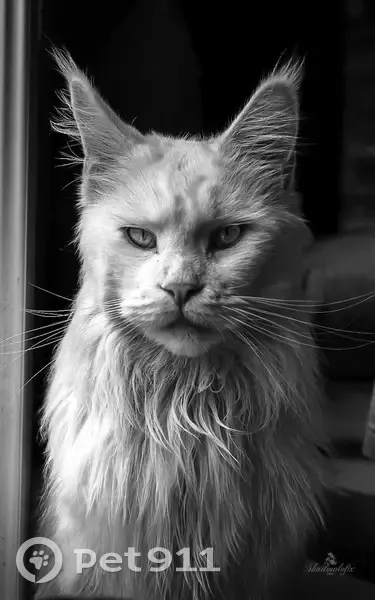 Maine Coon blanc sourd perdu à Chaspuzac - photo