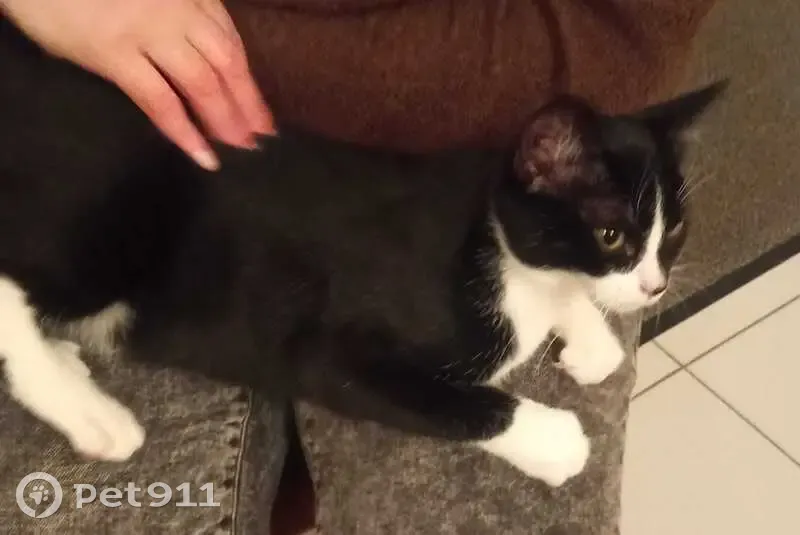 Chaton noir et blanc trouvé au Perreux - photo