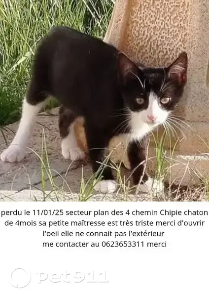 Chaton 4 mois perdu à Villevieille - photo
