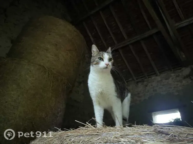 Chat perdu à Vélizy-Villacoublay - photo