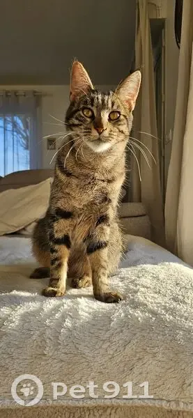 Chatte disparue Lili, 1 an, St-Chéron - photo