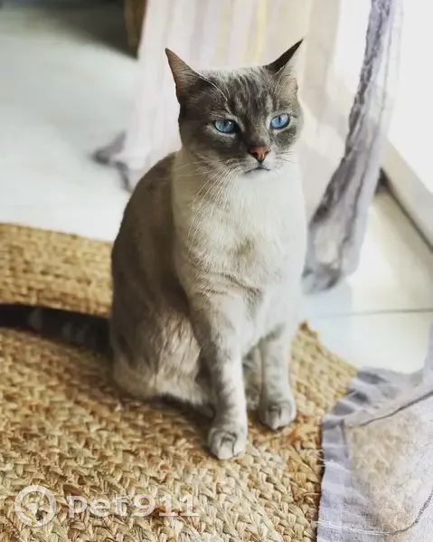 Chat siamois disparu à Échiré - photo