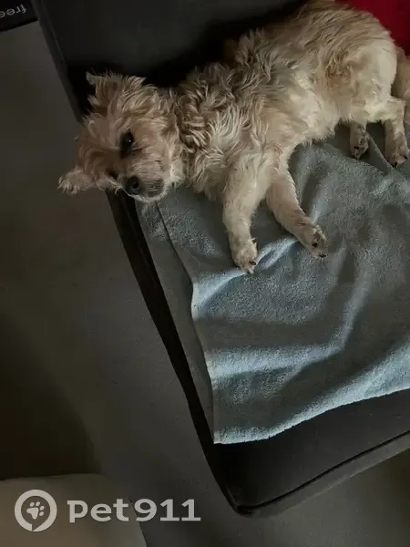 Chien perdu à Saint-Offenge (Auvergne) - photo