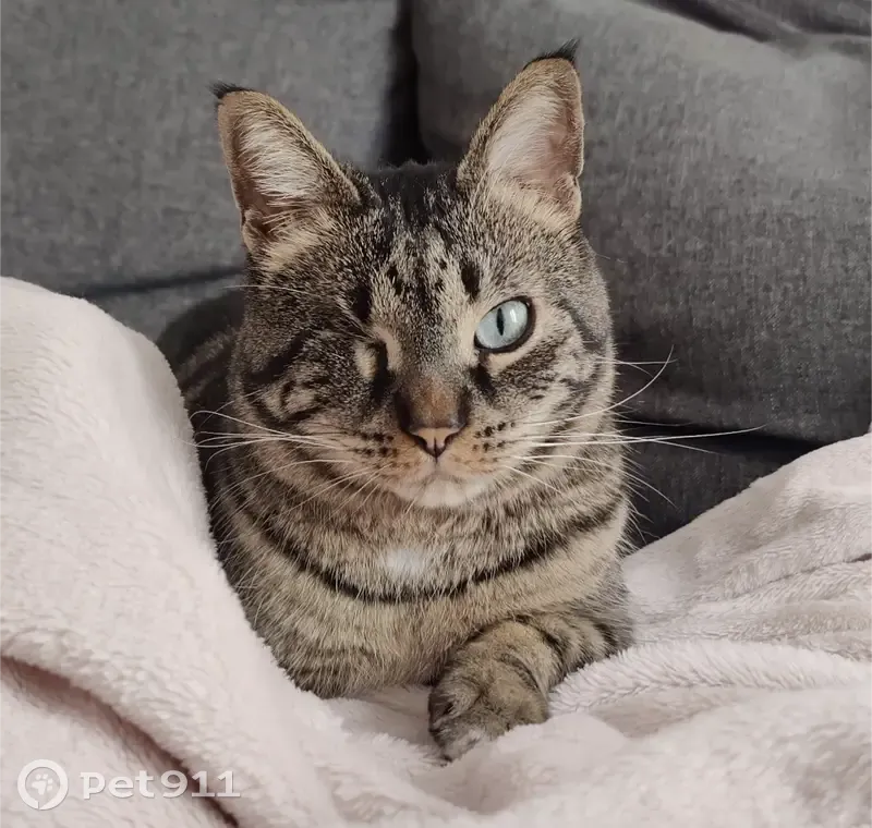 Chat borgne tigré perdu à Morangis - photo