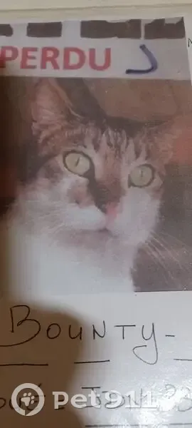 Chat perdu Rue Danton, Malakoff - photo