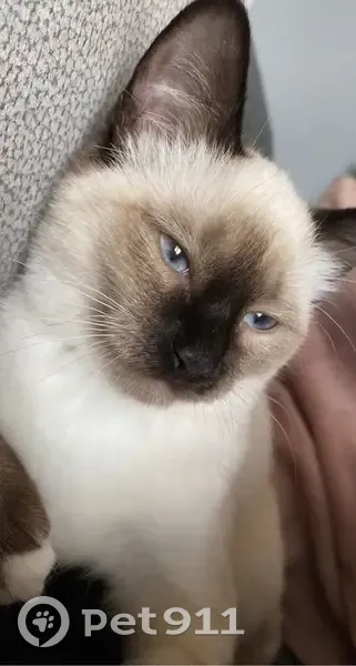 Chat sacré de Birmanie perdu à Saint-Gence - photo