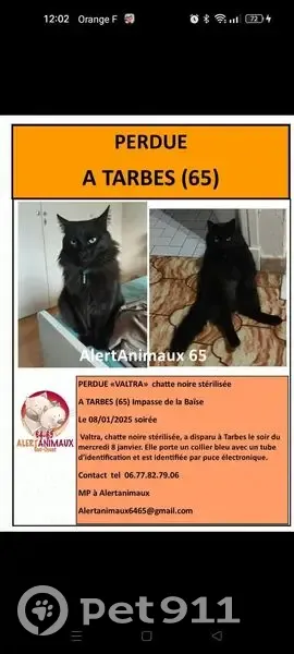 Chatte disparue à Tarbes, collier bleu - photo